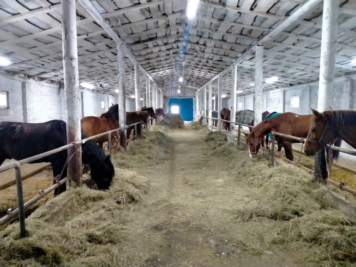 Төрт-түлікті кәсіпке айналдырғандың бірі – Дәурен Наурызбаев - e-history.kz